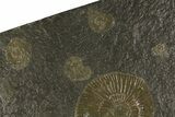 Dactylioceras Ammonite Cluster - Posidonia Shale, Germany #180353-3